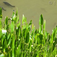 Pickerel Weed